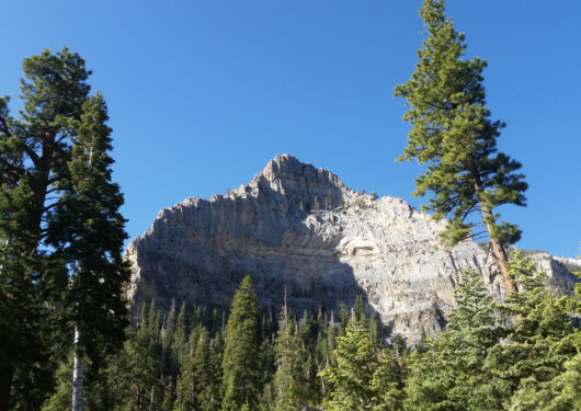Go Mt. Charleston Hosts ‘Green the Mountain’ Celebration on National Public Lands Day Saturday, Sept. 28