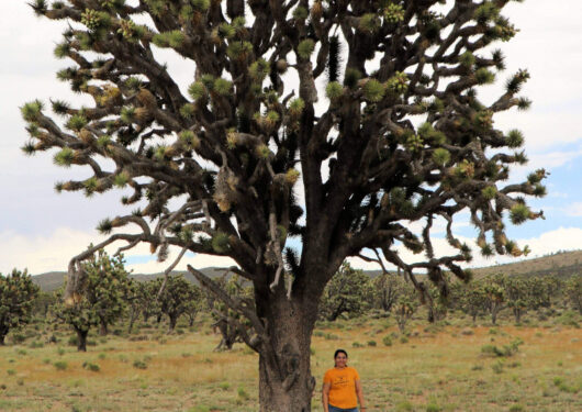 Nevada's largest Joshua tree!